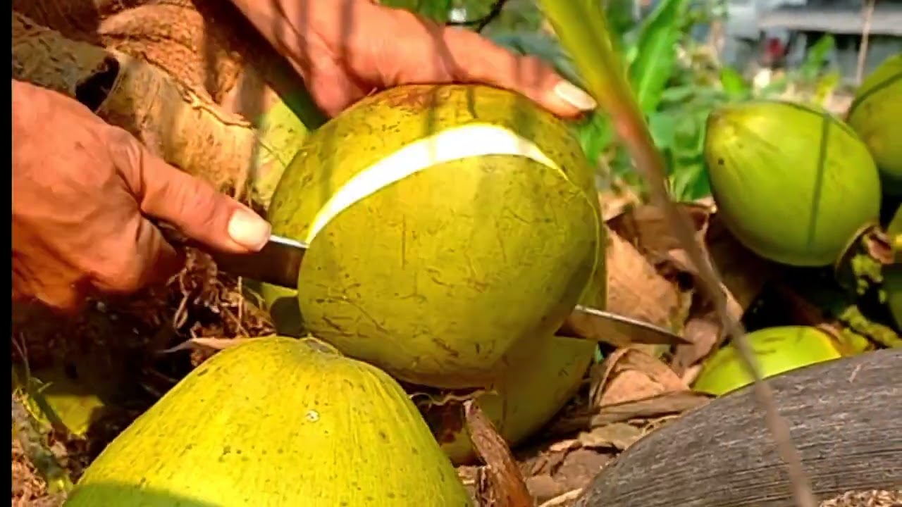 The young green coconut
