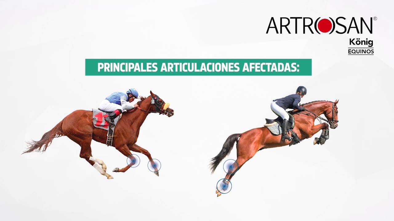 Conocé más sobre #Artrosan Equinos