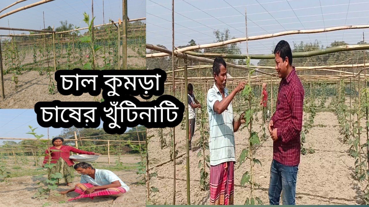 চাল কুমড়া চাষের খুঁটিনাটি এবং রোগ সম্পর্কে আলোচনা।  @TheAdvanceAgriculture