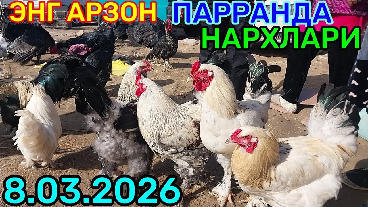 8.03.2026 ENG ARZON PARRANDA NARXLARI QARSHI KARVON MOL BOZORI YONIDA 