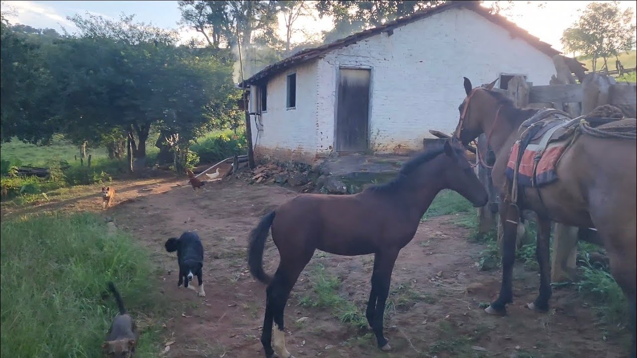 NA ROÇA DO ZÉ DA IOTA TEM MUITA PROSA BOA 