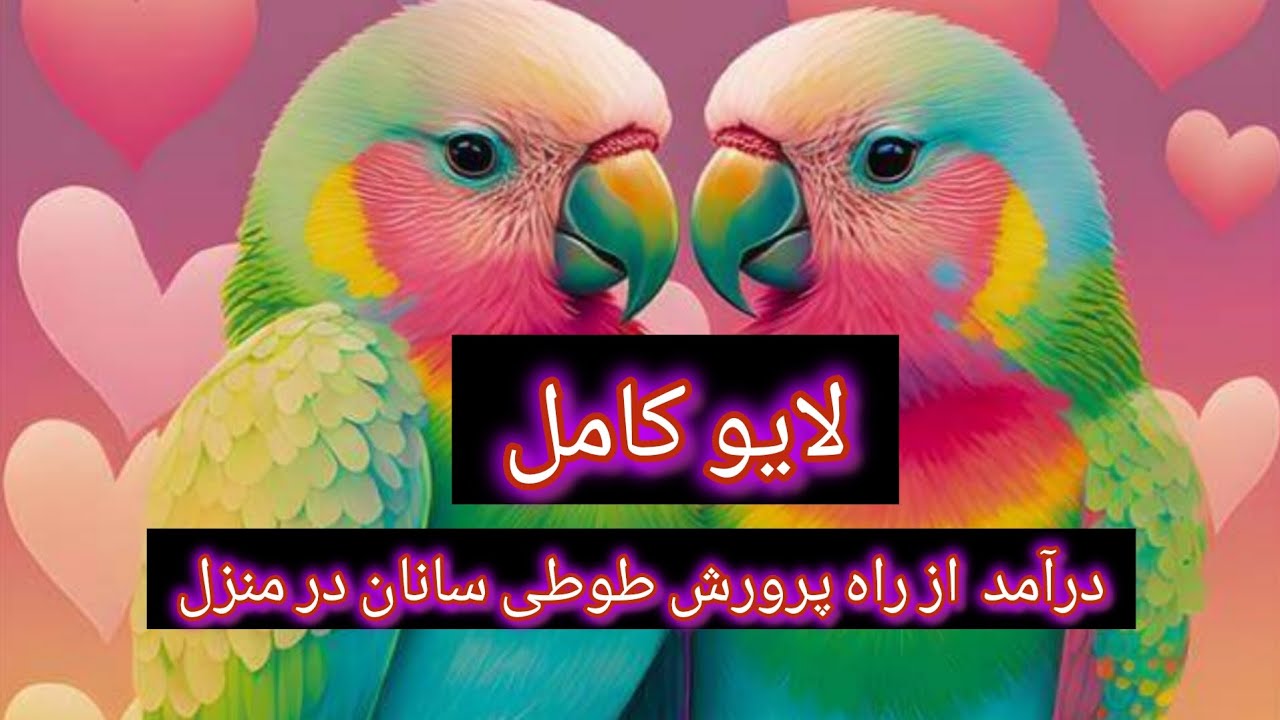پرورش خانگی طوطی سانان را شروع کنم.لایو مهم
