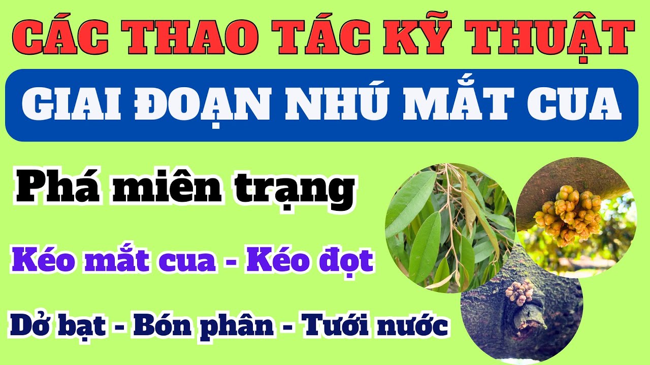 Chăm sóc sầu riêng giai đoạn nhú mắt cua: Phá miên trạng, kéo mắt cua, bón phân tưới nước và kéo đọt