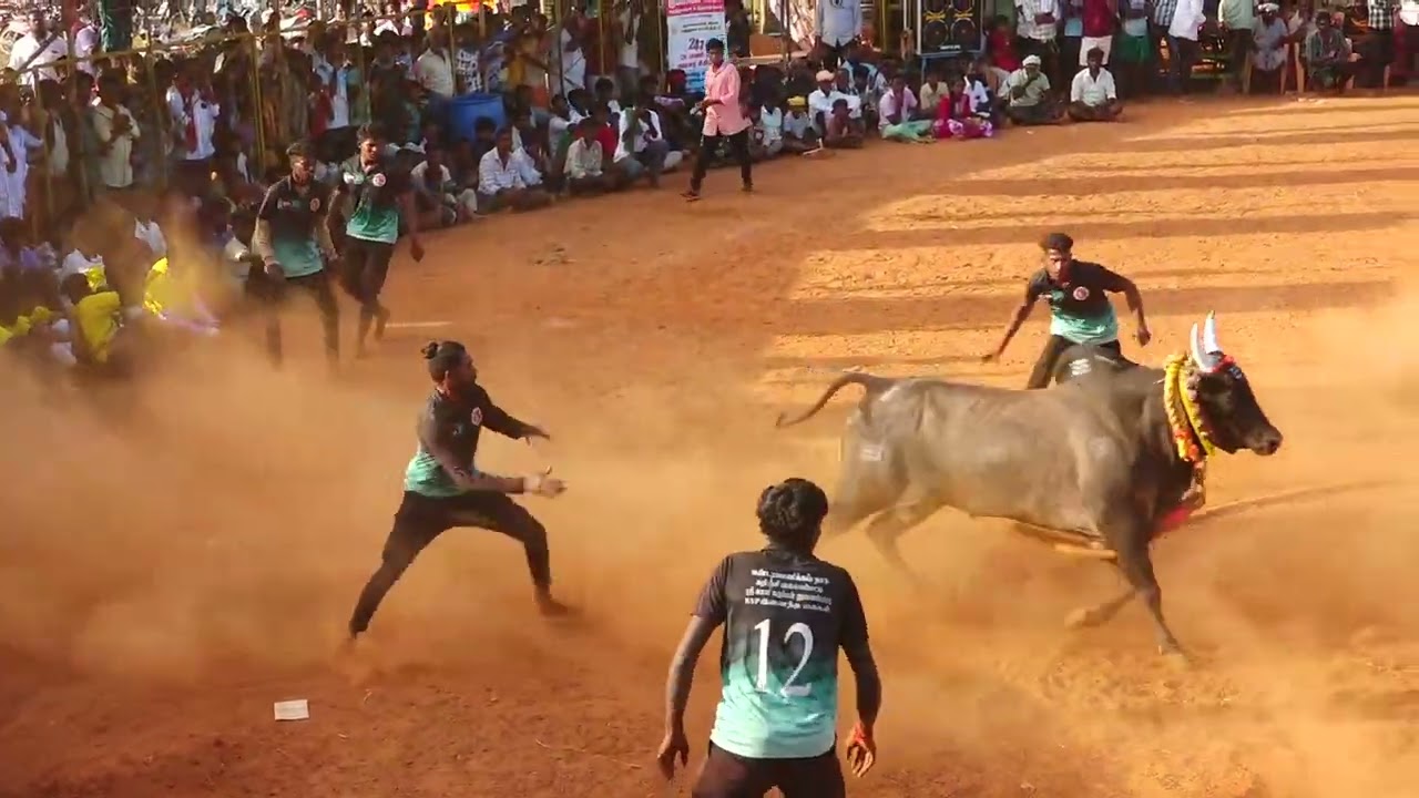 நா.லெட்சுமிபுரம் பாப்பாத்தி பட்டவன் கோவில் அழகுவேல் காளை Vs  கருஞ்சிவலையபட்டி KVP இணைந்த கைகள்