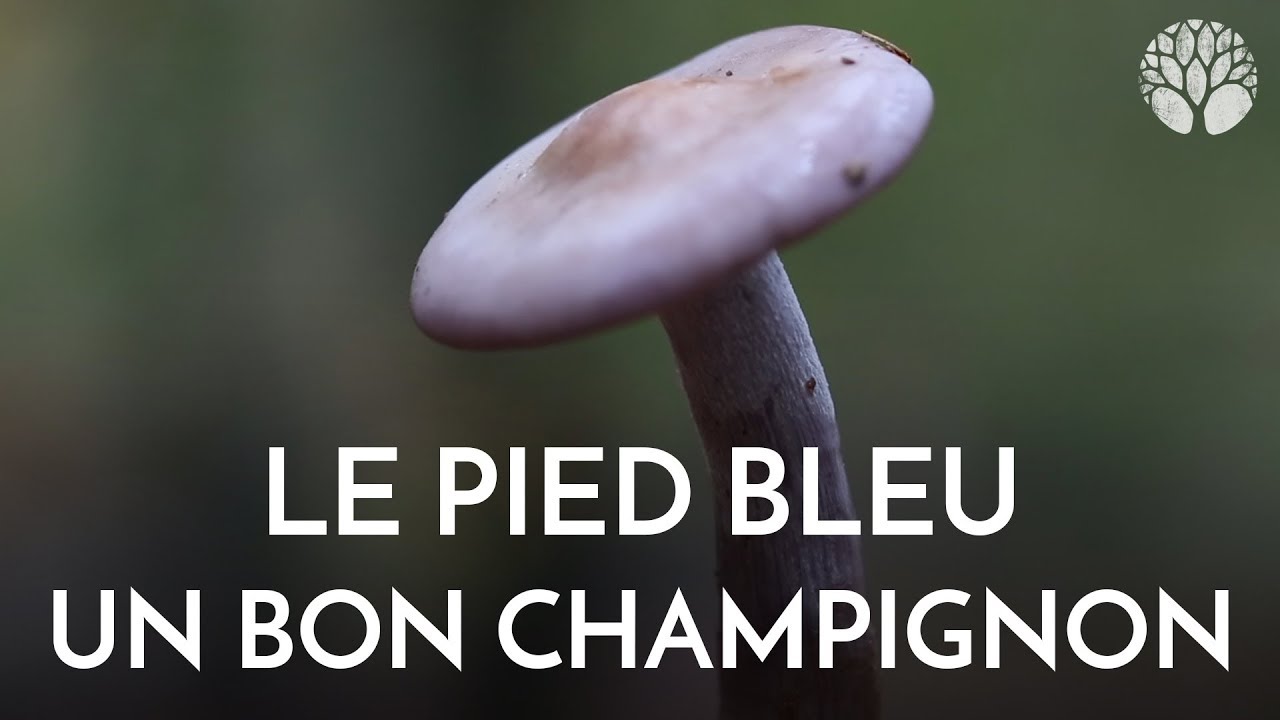 Le délicieux pied bleu, confusion avec des cortinaires