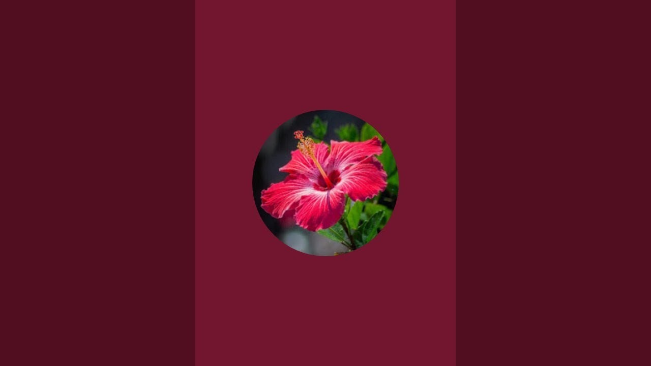 ऊषा पाण्डेय  is live