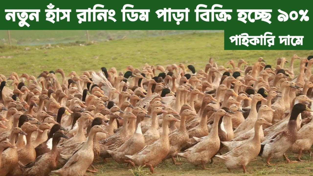 নতুন হাঁস রানিং ডিম পাড়া বিক্রি হচ্ছে ৯০% পাইকারি দামে। Safa হাঁসের খামার। 