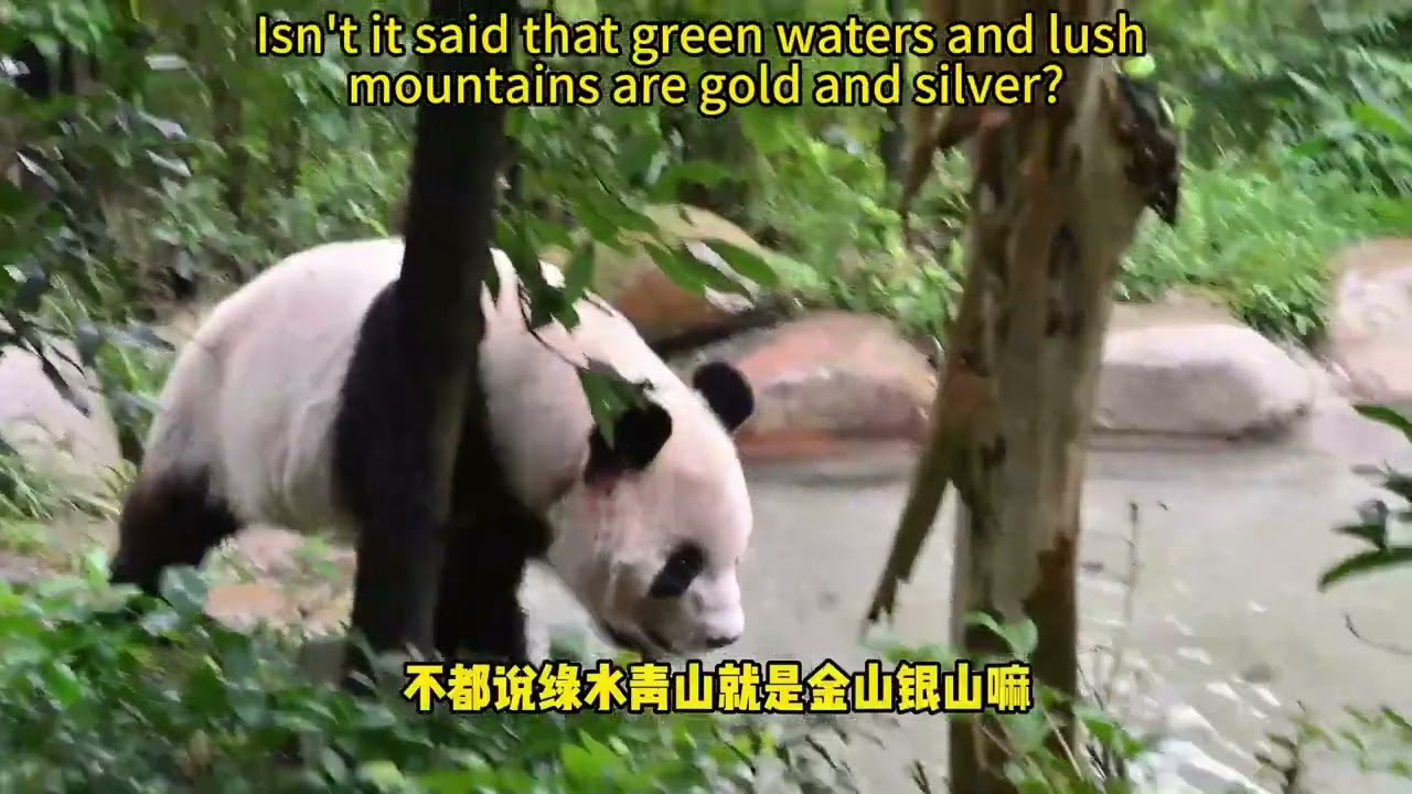 【我爱大熊猫】大家好我是蜀祥 Hello everyone, I'm Shu Xiang #熊猫 #panda #我爱大熊猫