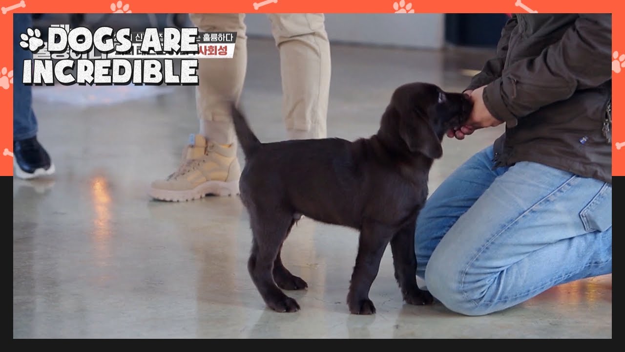 Same situation, but different behavior (Dogs are incredible) | KBS WORLD TV 210113