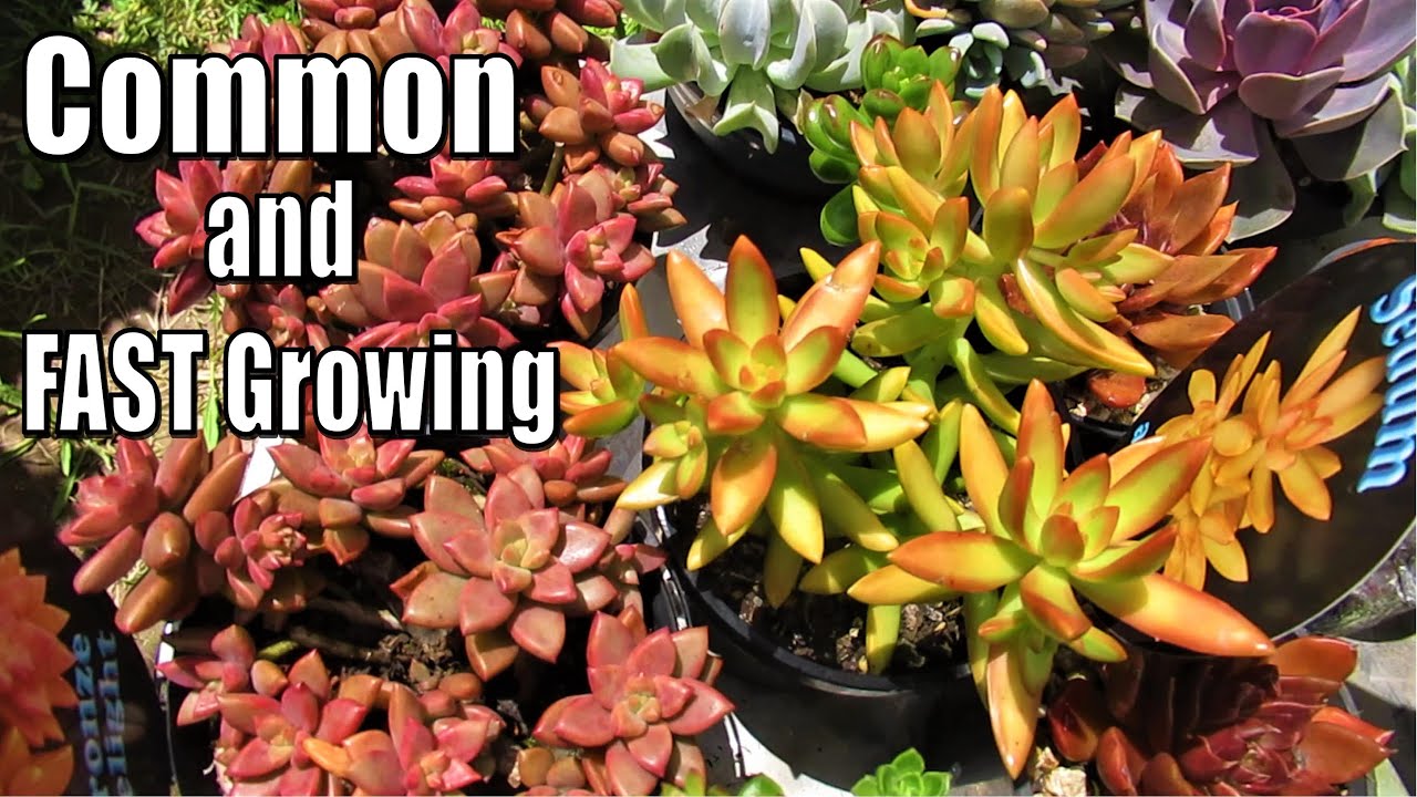 Colorful and Common Succulents | VLOG #36 Succulents & Coffee w/ Liz
