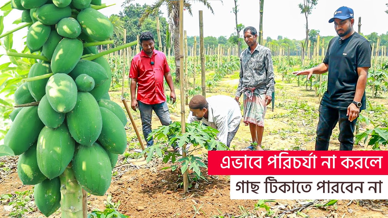 এভাবে পরিচর্যা না করলে গাছ টিকাতে পারবেন না | পেঁপের চাষ পদ্ধতি | এগ্রো ১