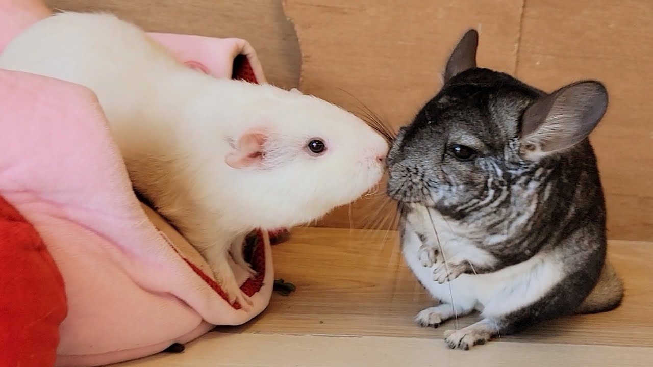 チンチラ赤ちゃんをモルモットに会わせてみたら仲良しになった！？
