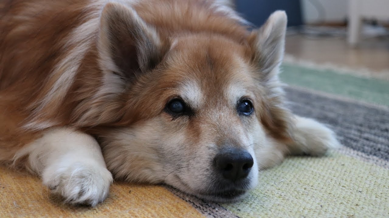 H&ouml;tti the Icelandic Sheepdog is sleepy
