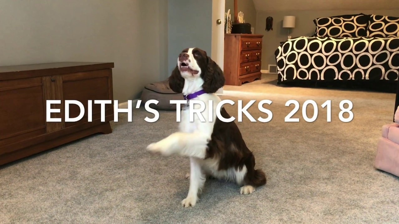 Springer Spaniel Tricks
