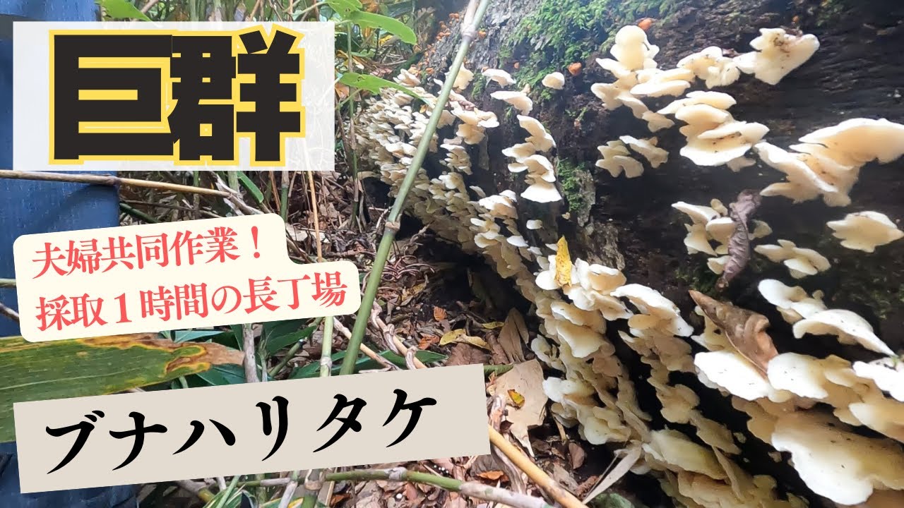 見つけた瞬間ゾクッ！まさかのブナハリタケラッシュ！ブナ林がブナハリタケで埋め尽くされた日【夫婦で天然キノコ狩り】