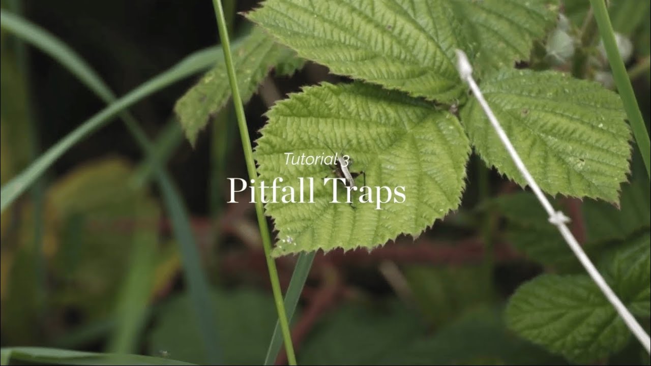 Wild Things - Tutorial 3 - Pitfall Traps