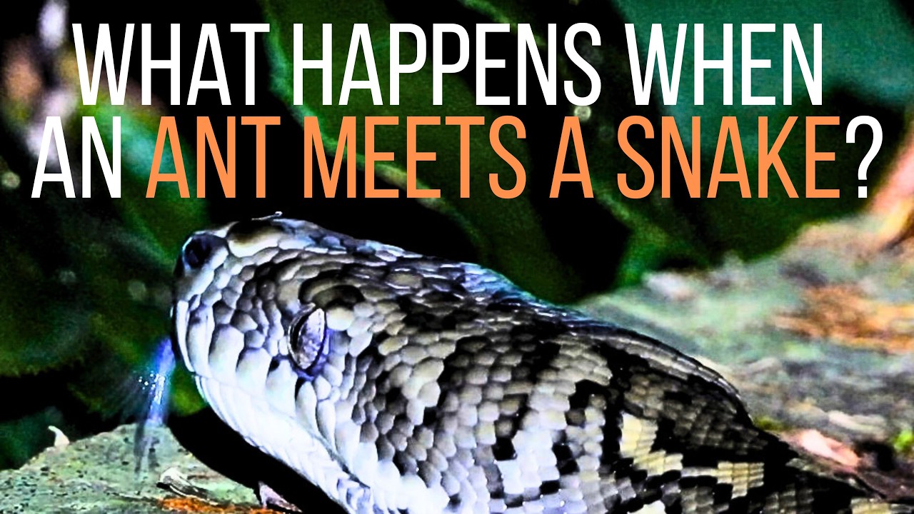 Full-Length Python: Beautiful from Tongue to Tail | Ant Meets Snake