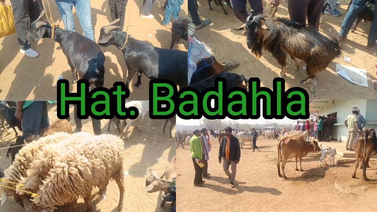 Hat. Badahla