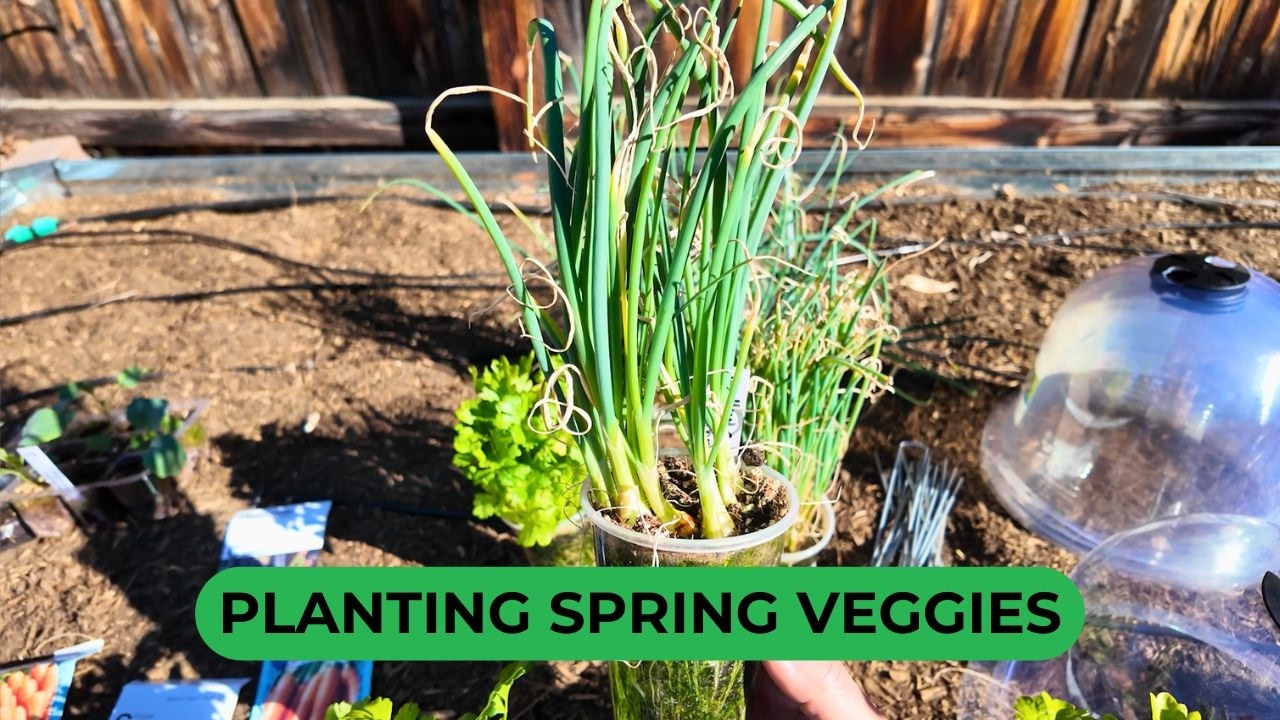 Planting Spring Crops (Onions, Celery, Carrots, Cabbage) and Beautiful Clearance Orchid Arrangement