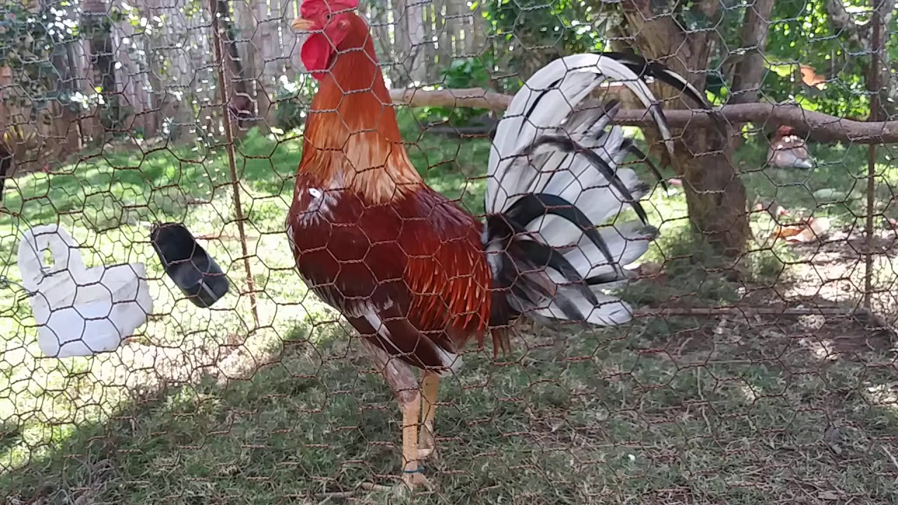 Viniesto de mi gallo canelo criado para padriar