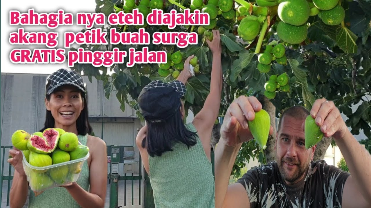 Panen Buah Sultan Gratis Pinggir Jalan Italia , Pertama Kali Petik Dalam Hidup