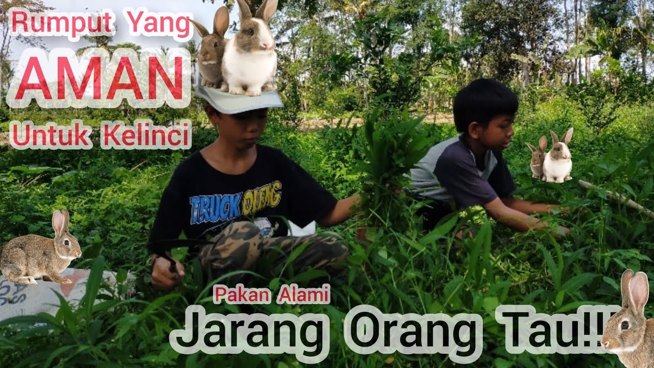 Macam-Macam Jenis Rumput Yang Baik Untuk Pakan Kelinci / Pakan Alami Kelinci / Ternak Kelinci #खरगोश
