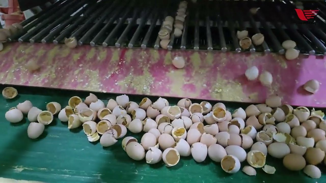 Automatic Chick Handling System