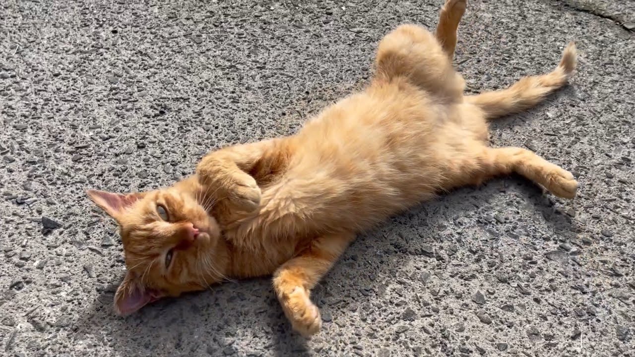 あまりに魅惑的なゴロニャンを披露する保護猫さん　Luna is relaxing in the sun outside