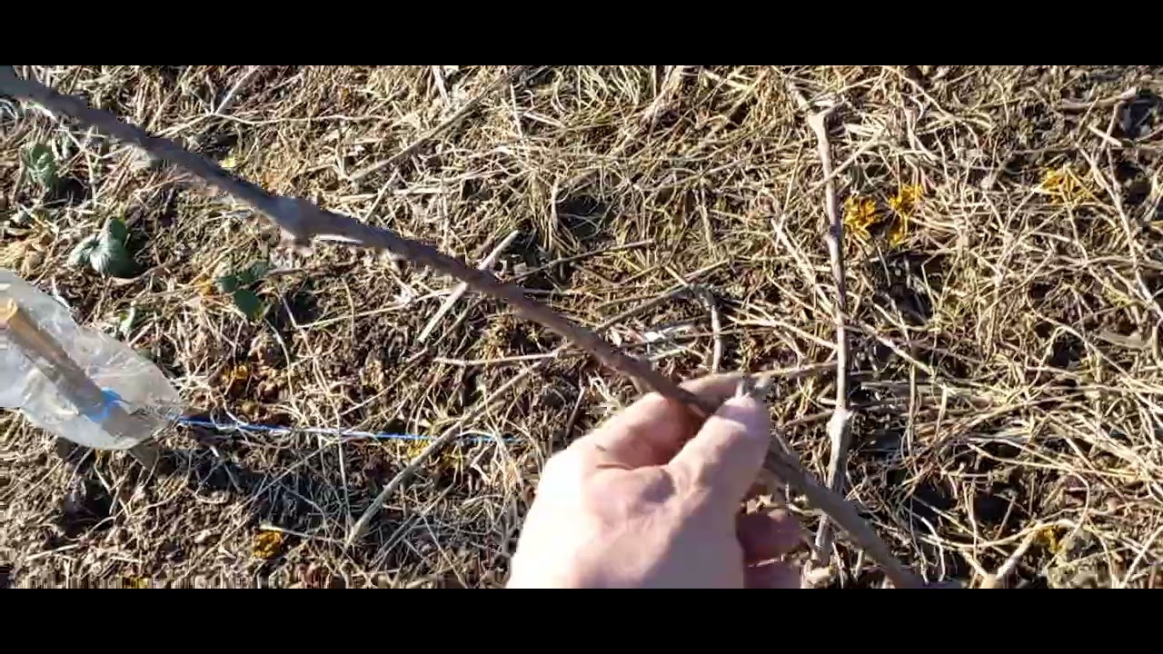 28 января 2025 г.