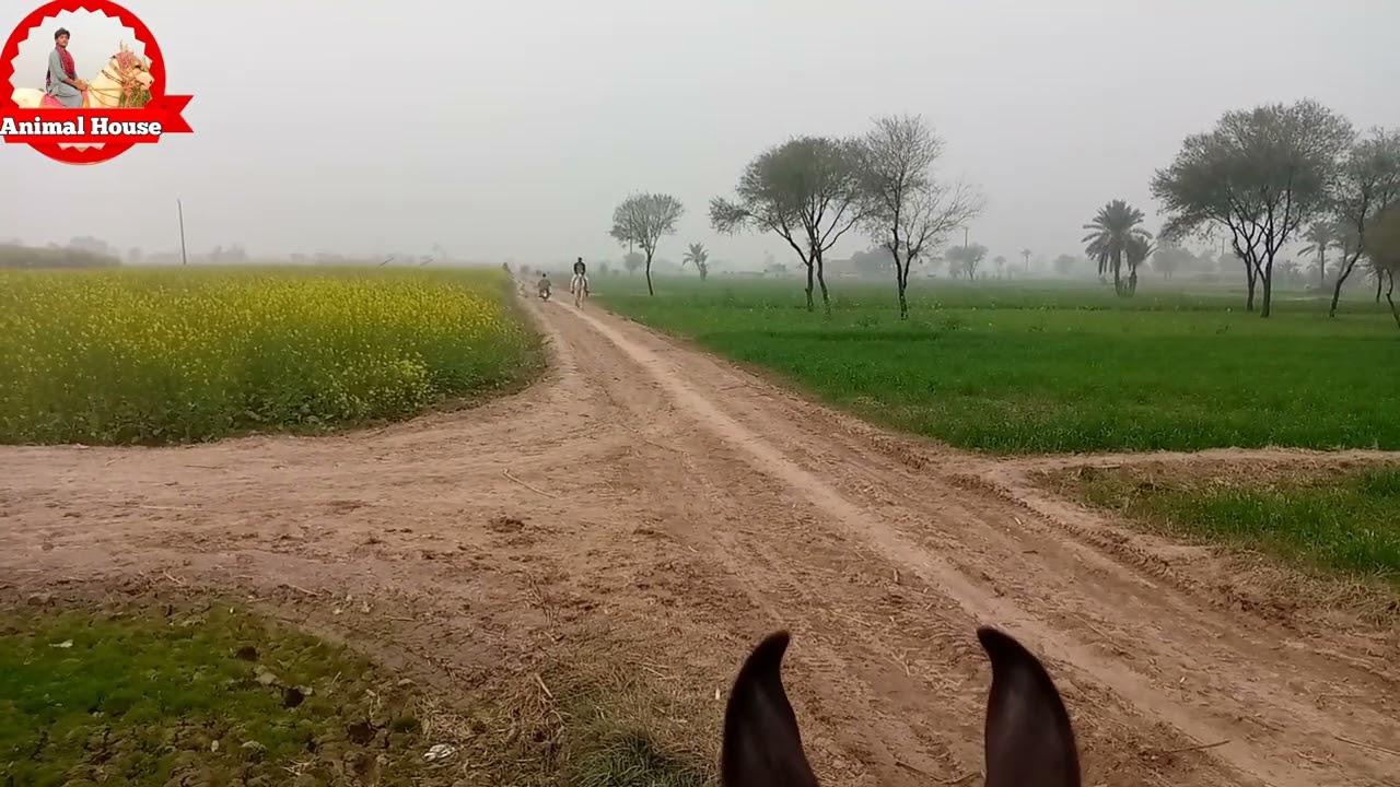 chall baz horse WhatsApp status pir kot sadhana thana masan jhang sader   fasalabad,acha ghora