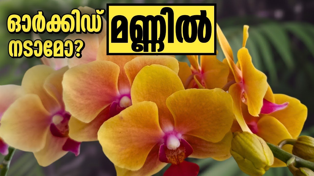 ഓർക്കിഡ് മണ്ണിൽ നടാമോ? | Can You Plant Orchids in Soil | Garden Tips by Leena