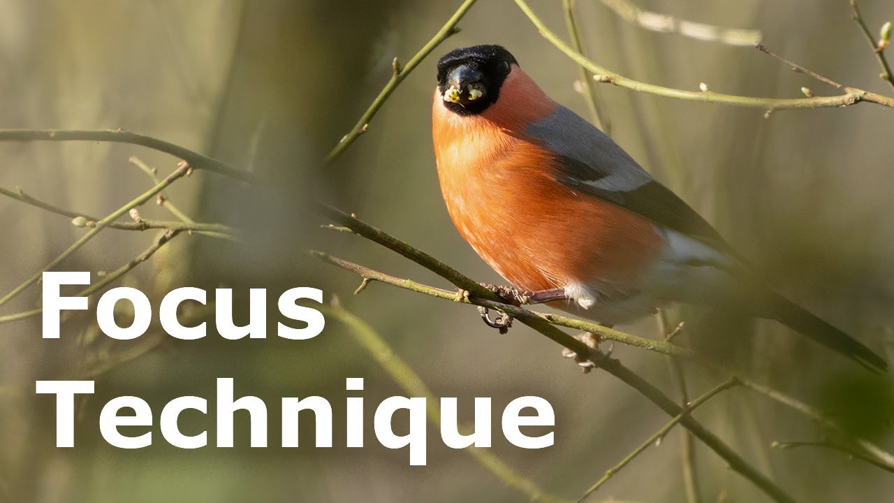 How to Shoot Through Branches - Bird Photography Focus Tips (Fixing a Common Problem)