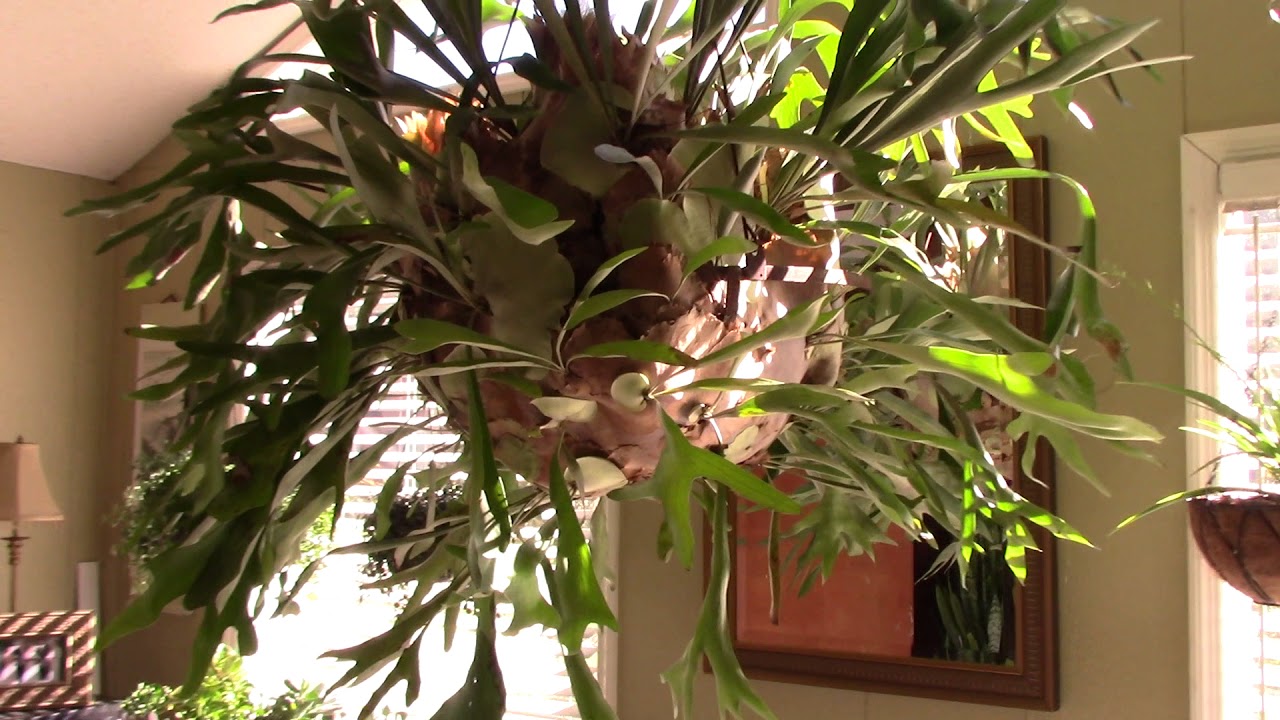 Стагхорн............полив и мой уход.