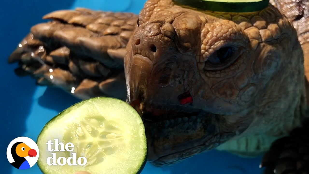 Tortoise Is Really Into Spa Day | The Dodo