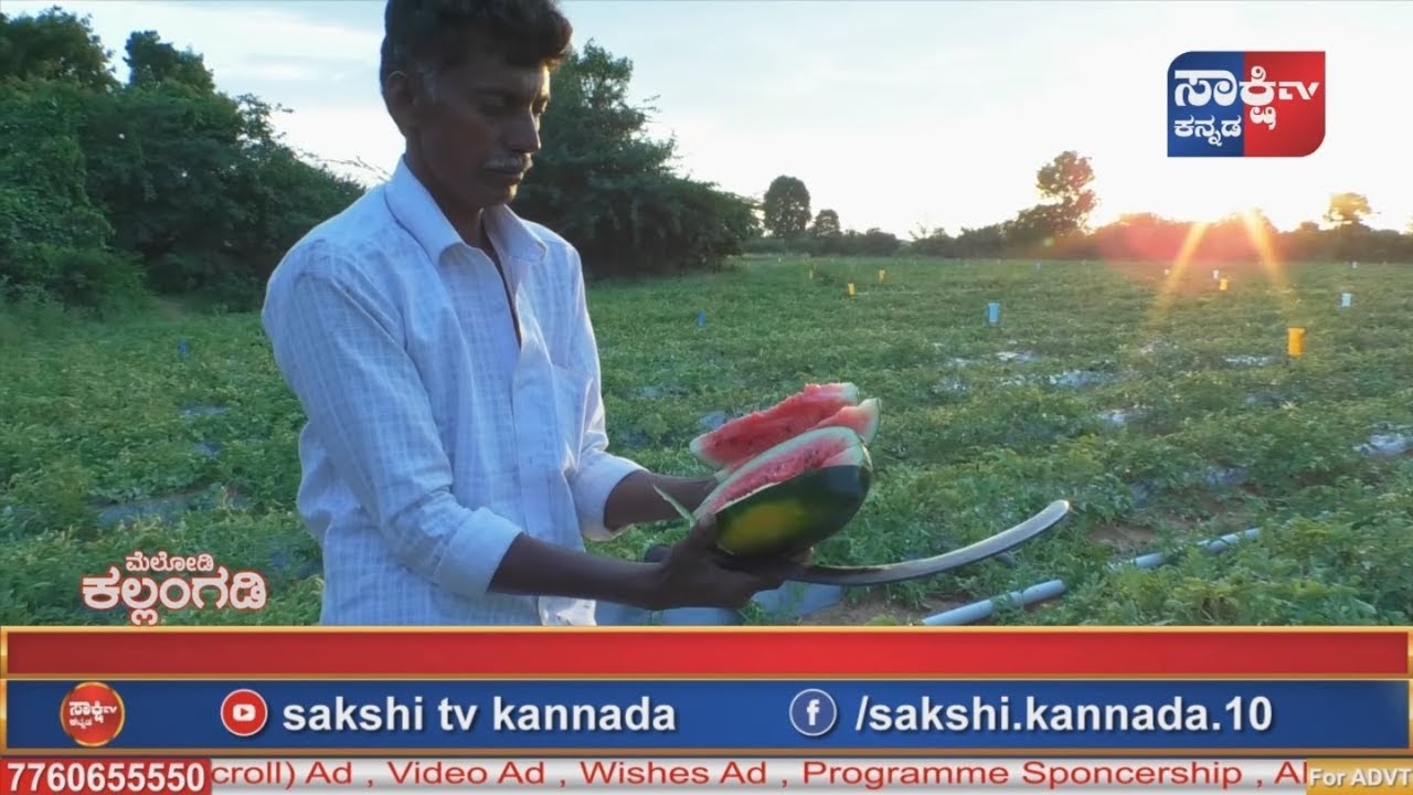 ಮೆಲೋಡಿ ಕಲ್ಲಂಗಡಿಯಿಂದ ಲಾಭ ಪಡೆದ ರೈತ.. | 9845629864