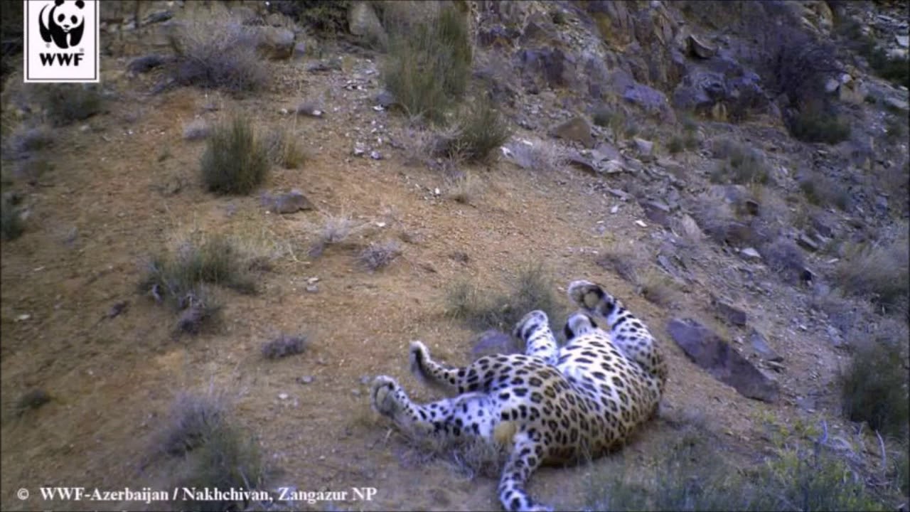 Azərbaycanda qeydə alınmış bəbir görüntüləri - (Panthera pardus tulliana/saxicolor/ciscaucasica)