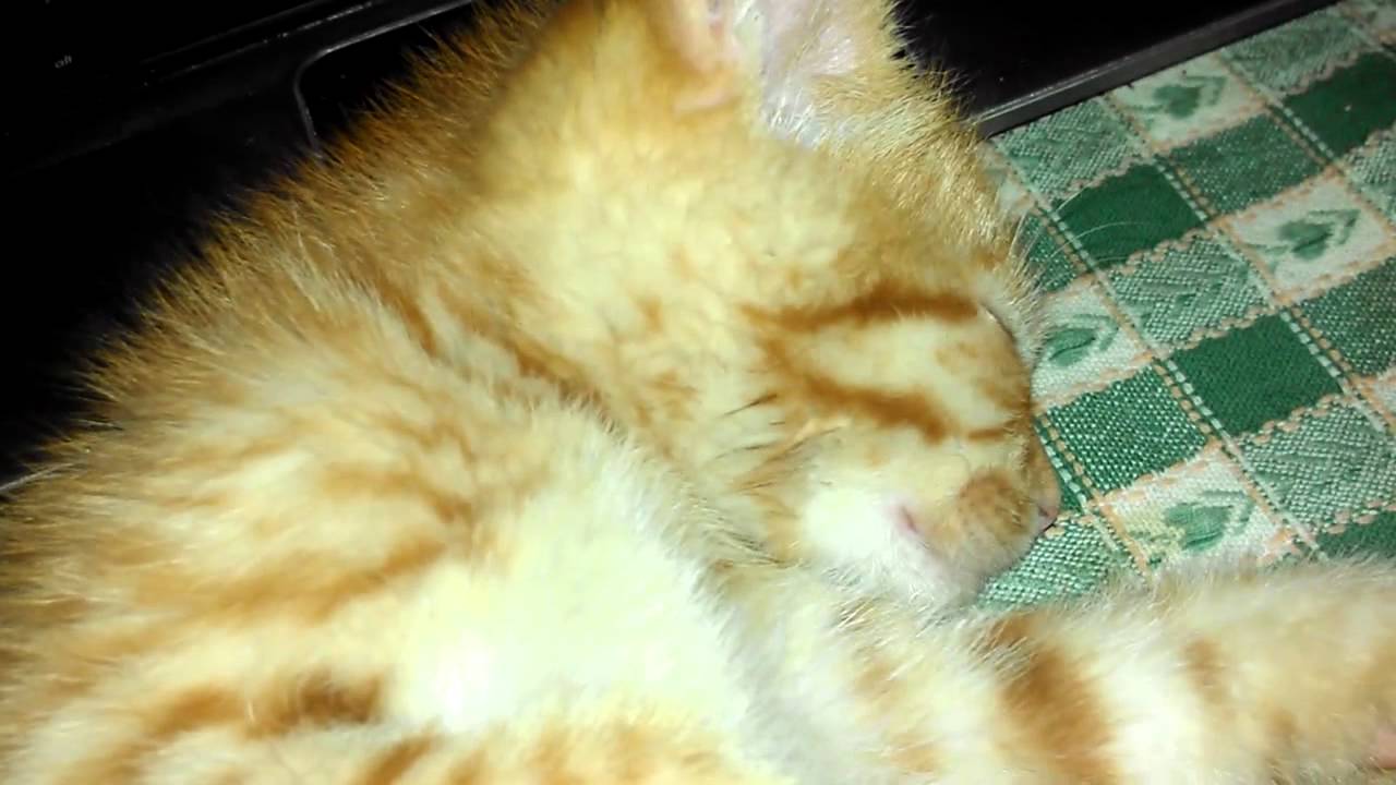 Rusty the sleepy cat