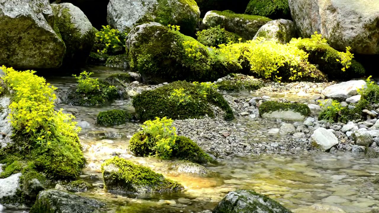 【自然の音】沢のお花畑 / Nature Sounds - The Breadth of Flowers in the Creek
