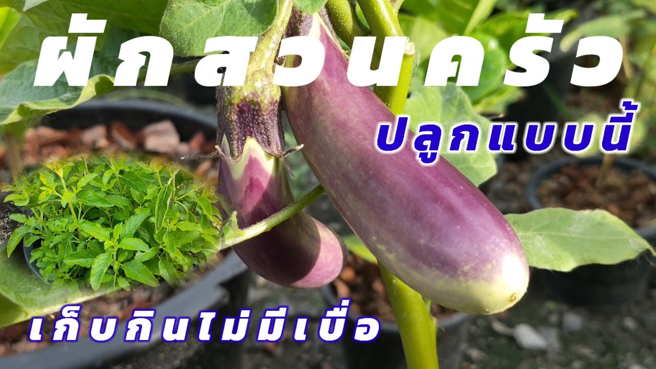 เคล็ด(ไม่ลับ) 🌱ปลูกผักสวนครัวยังไงดี เก็บกินไม่เบื่อ