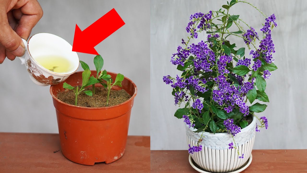 Tips With A Cup Of Tea Can Help Duranta Erecta Grow Fast And Flower More