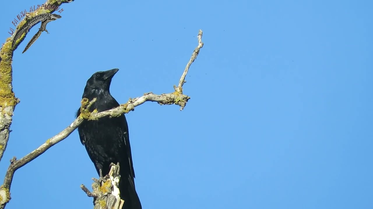 El canto/graznido de la corneja negra (Corvus corone).