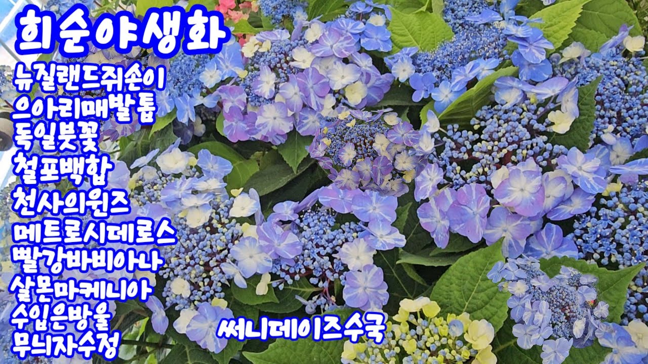 #희순야생화 3.31 #바니비올라#홍화바람#메도이세이지#흑양귀비#겹뱀무#철포백합#발렌타인#삼지구엽초#천사의윈즈#메트로시데로스#빨강바비아나#살몬마케니아#제주참꽃#매직케로셀#폭죽초 