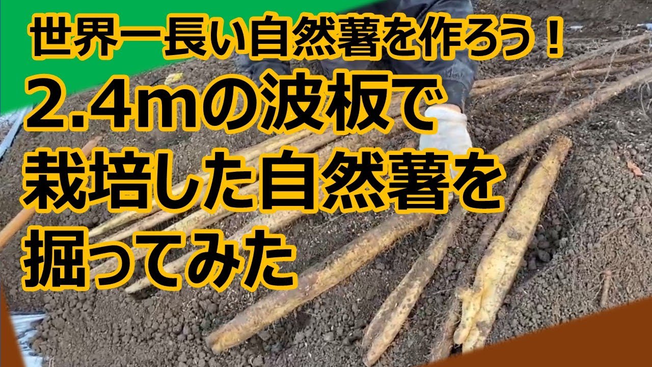 【ギネスに挑戦】自然薯掘り　世界一長い自然薯を作るぞ！2.4mの波板で自然薯を栽培してみた