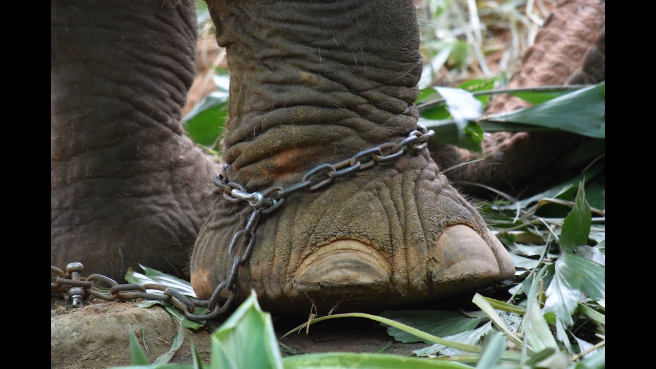 Are Animal Rights Islamic?