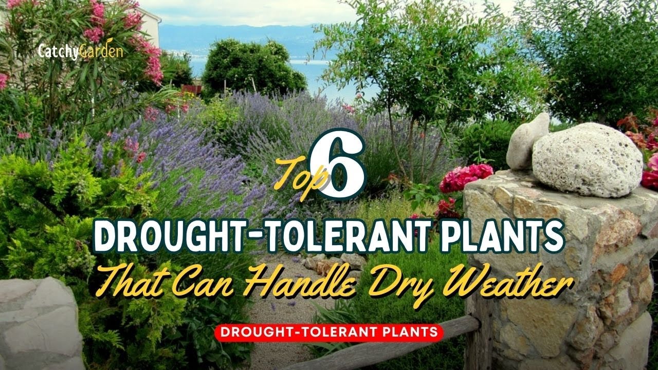 Top 6 Drought Tolerant Plants That Can Handle Dry Weather 🌷☀️🌻 // Gardening Ideas