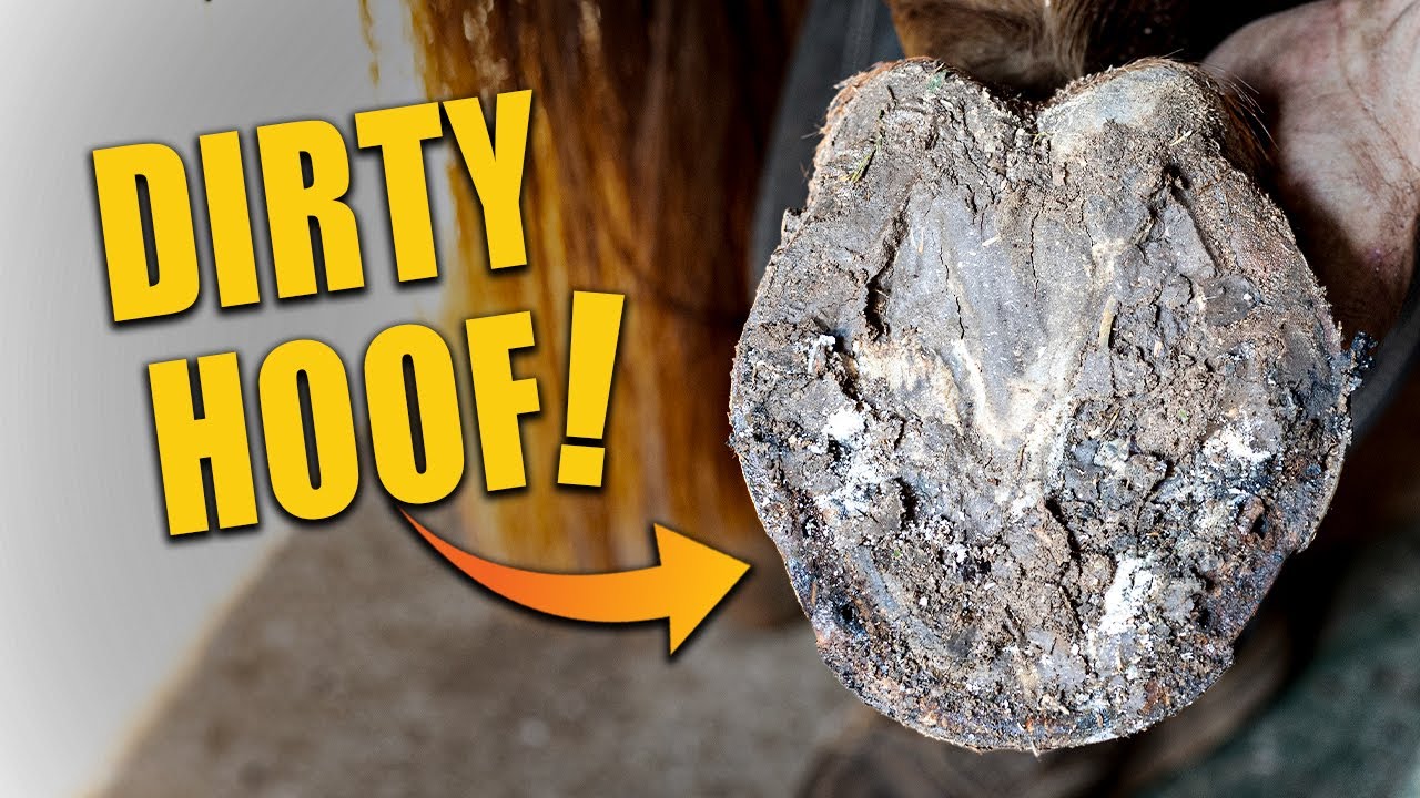Before The Clean… Look At This Hoof