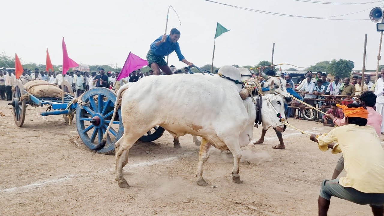 వావిలాల శ్రీ శివాంజనేయ స్వామి జాతర సందర్భంగా గిరక బండ్ల పోటీలు 1వ జత కర్ణి