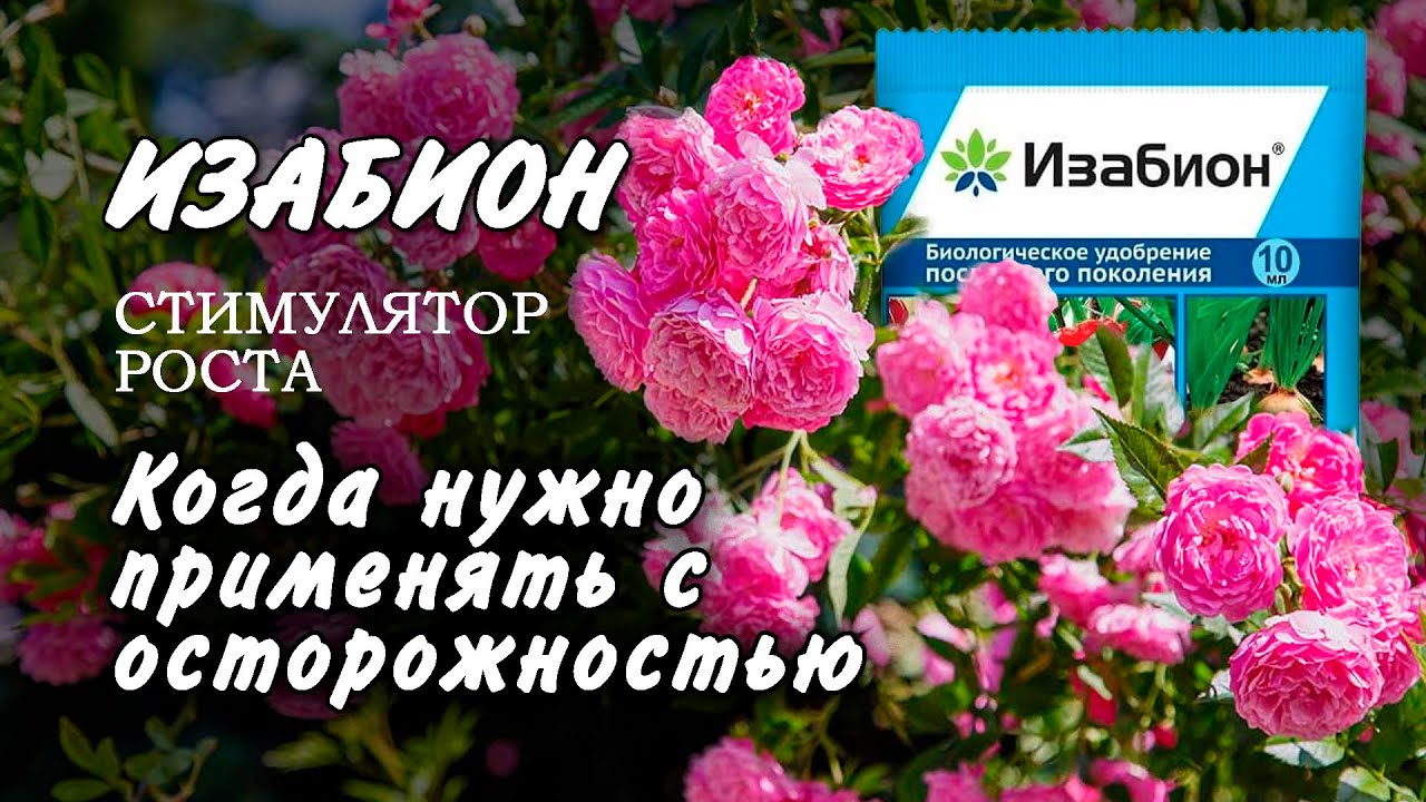 Изабион применение. Когда Изабион может навредить?