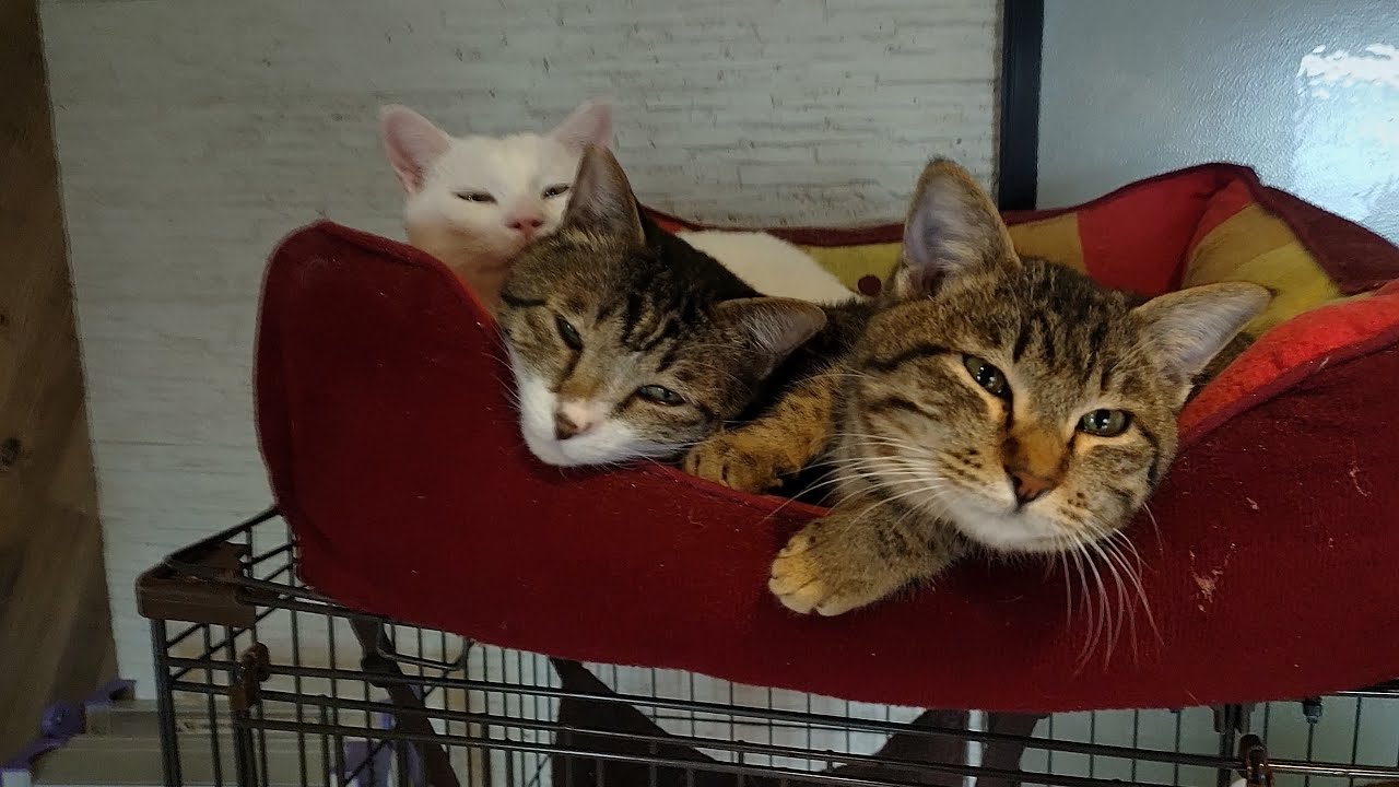 NPO 小さな天使club 保護動物部 がライブ配信中！