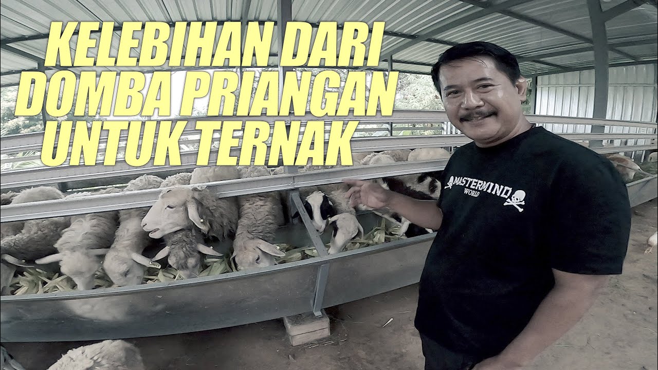 HAJI SUN | Kelebihan dari beternak Domba Priangan